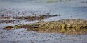 030 Botswana, Chobe NP, nijlkrokodil